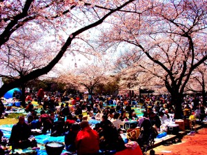 Ohanami-1